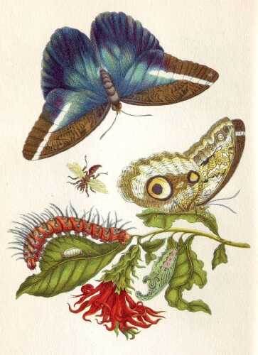 http://mail.netsvetaev.com/files/gimgs/th-38_Merian_Metamorphosis_LX.jpg