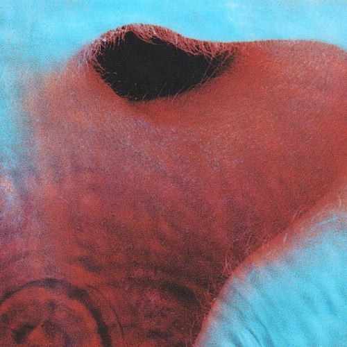 http://mail.netsvetaev.com/files/gimgs/th-39_Pink-Floyd-Meddle-Album-Photo.jpg