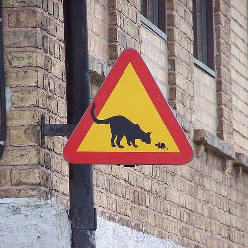 http://mail.netsvetaev.com/files/gimgs/th-45_800px-Road_sign_cat.jpg